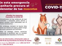 Exhorta Ayuntamiento de Oaxaca a procurar el bienestar animal en emergencia sanitaria