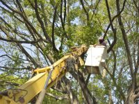 Sanea Ayuntamiento de Oaxaca arbolado urbano del Zócalo y Alameda de León