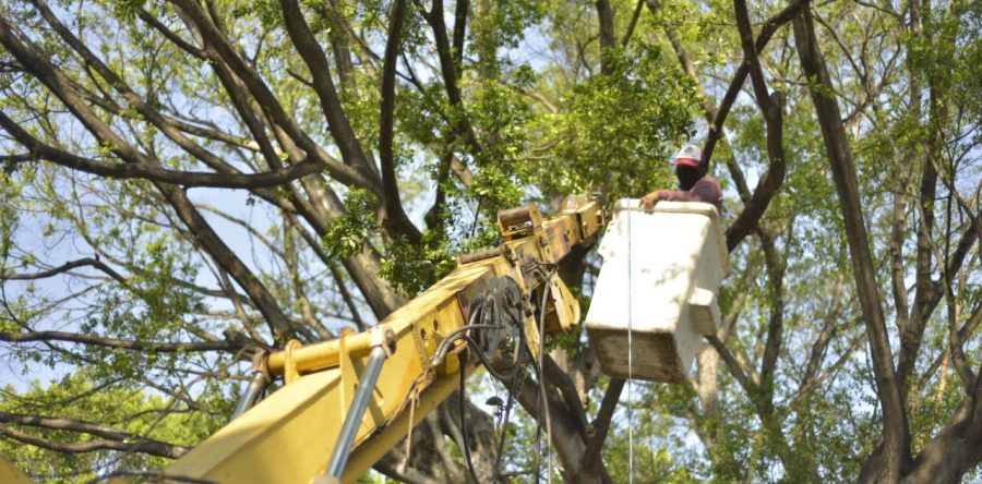 Sanea Ayuntamiento de Oaxaca arbolado urbano del Zócalo y Alameda de León