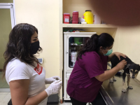 Durante emergencia sanitaria, Ayuntamiento de Oaxaca atiende 21 casos de presunto maltrato animal