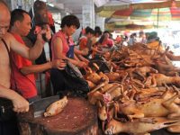 China prohíbe consumo de perros, gatos, serpientes y lagartos