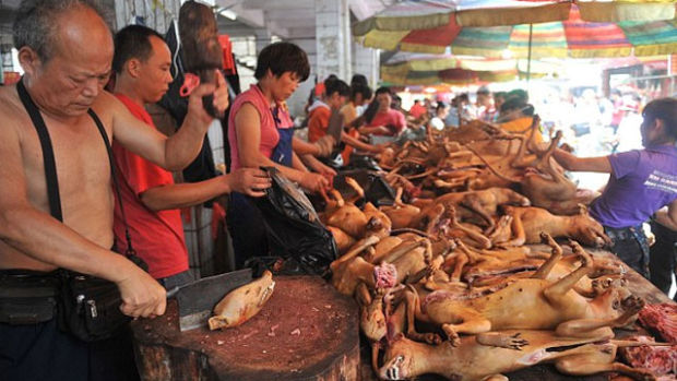 China prohíbe consumo de perros, gatos, serpientes y lagartos