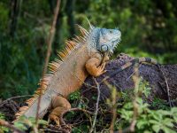 Diversidad biológica, el gran tesoro de Oaxaca: Semaedeso