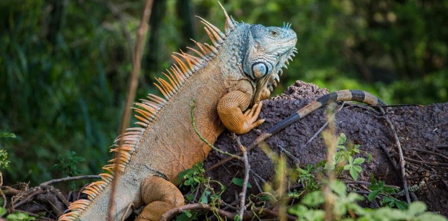 Diversidad biológica, el gran tesoro de Oaxaca: Semaedeso