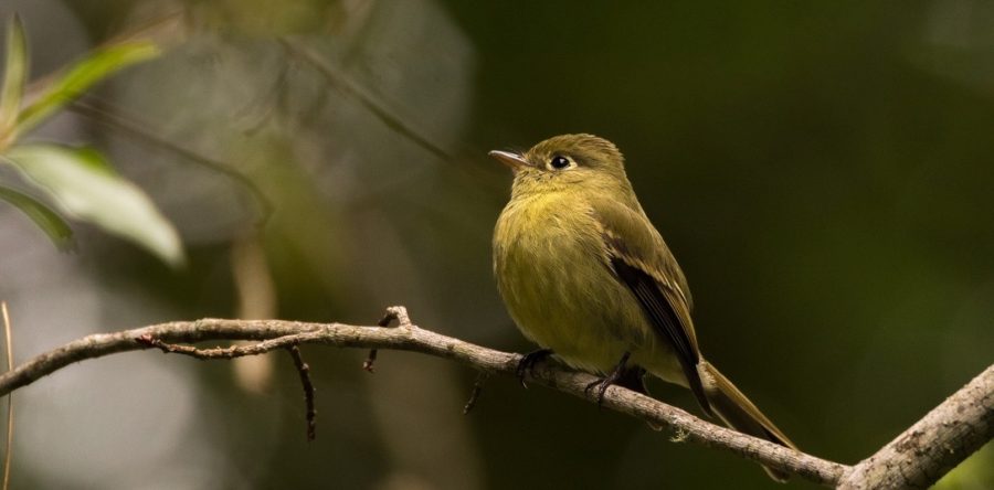 Oaxaca, importante ruta de aves migratorias en América