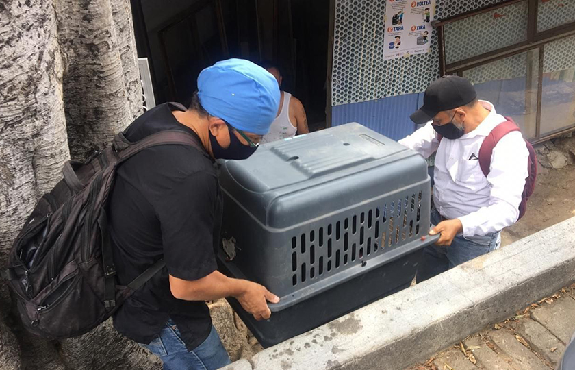 Consigue Ayuntamiento de Oaxaca mejorar calidad de vida de una mascota descuidada