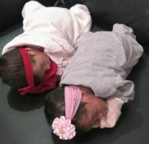 Perro asesina a gemelas recién nacidas en Brasil; tenían 26 días