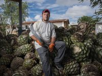 Mezcal oaxaqueño, el destilado que frenó la migración