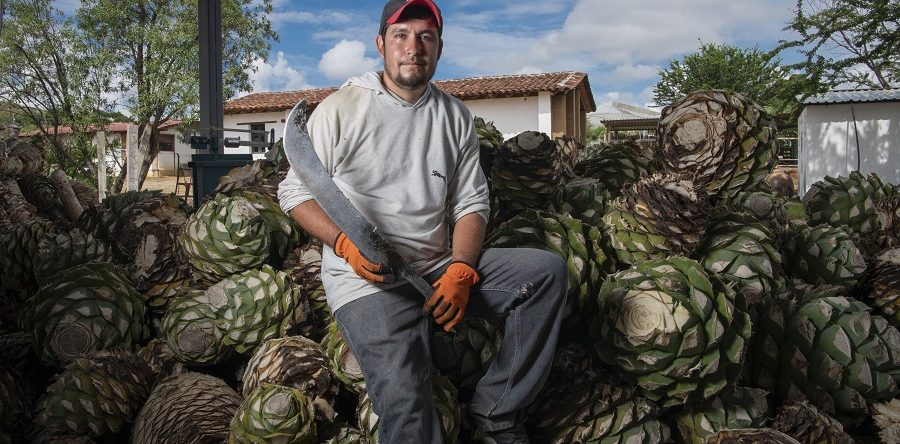 Mezcal oaxaqueño, el destilado que frenó la migración