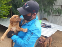 Atiende Ayuntamiento de Oaxaca 140 denuncias por presunto maltrato animal