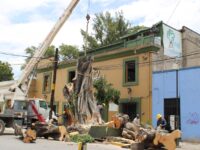 Concluye Ayuntamiento de Oaxaca retiro de árbol en calzada Madero, ante peligro de caída