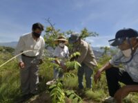 Dona Ayuntamiento 120 árboles para reforestar perímetro de la colonia Monte Albán
