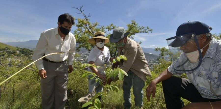 Dona Ayuntamiento 120 árboles para reforestar perímetro de la colonia Monte Albán