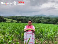 Pueblos indígenas, guardianes de la diversidad de Oaxaca: Sepia