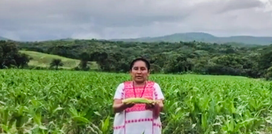 Pueblos indígenas, guardianes de la diversidad de Oaxaca: Sepia