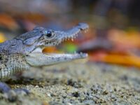 Invita Semaedeso a conferencia virtual sobre la importancia del cocodrilo de río en la Laguna de Manialtepec