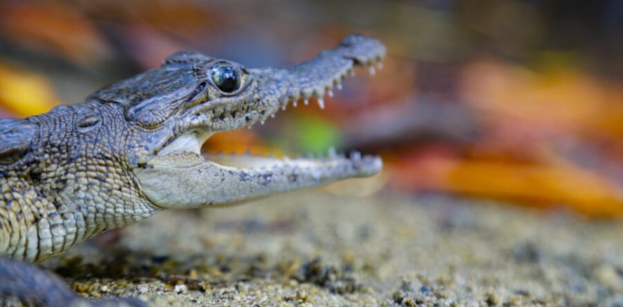 Invita Semaedeso a conferencia virtual sobre la importancia del cocodrilo de río en la Laguna de Manialtepec