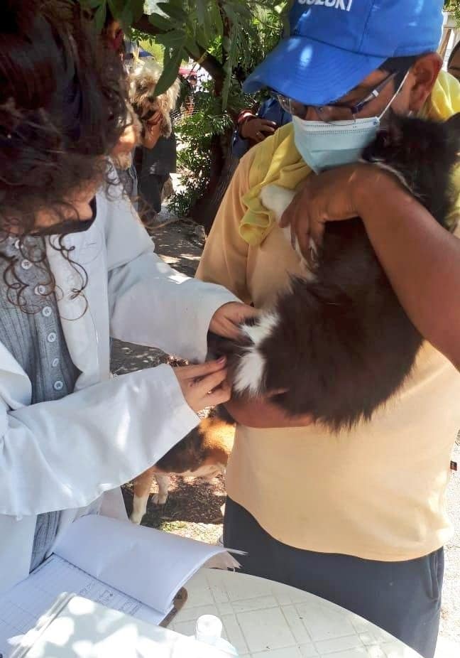 Oaxaca cumple 20 años sin Rabia Humana por mordedura de perro: SSO