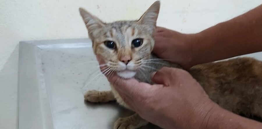 Mantiene Ayuntamiento de Oaxaca atención oportuna a denuncias por maltrato animal