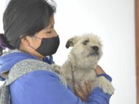 El 26 de noviembre concluyen jornadas de esterilización animal del Ayuntamiento de Oaxaca