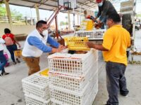 DIF Oaxaca fortalece las Cocinas Comunitarias con entrega de paquetes avícolas en la Cuenca: Christian Holm Rodríguez