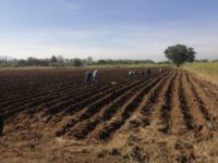 Salvaguarda Sedapa salud de población; suspende actividades relativas a la “Noche de Rábanos”