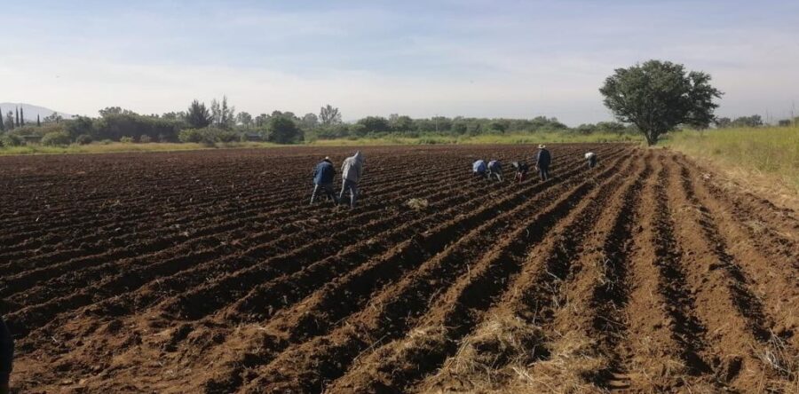 Salvaguarda Sedapa salud de población; suspende actividades relativas a la “Noche de Rábanos”