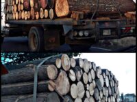 Denuncian tala inmoderada de árboles en la Sierra Sur