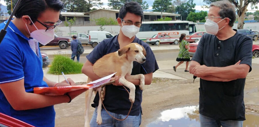 A dos años de creación, Juzgado para la Atención del Maltrato Animal ha atendido 435 denuncias