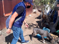 Logra Ayuntamiento de Oaxaca entregar en adopción a canino rescatado de maltrato