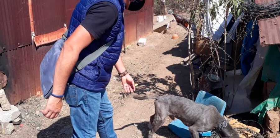 Logra Ayuntamiento de Oaxaca entregar en adopción a canino rescatado de maltrato