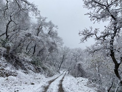Así se ven Coahuila, Nuevo León y Tamaulipas después de las nevadas