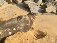 Elefante marino visto en Chiapas ahora descansa en Huatulco