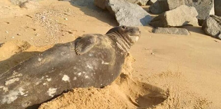 Elefante marino visto en Chiapas ahora descansa en Huatulco