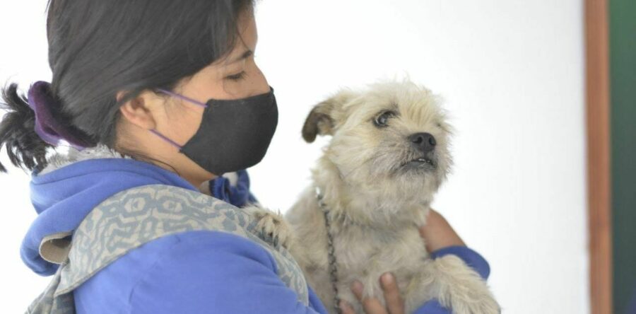 En marzo, Ayuntamiento de Oaxaca realizará jornadas de esterilización animal, con cita previa