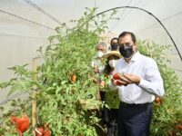 Ayuntamiento de Oaxaca de Juárez ha beneficiado a 420 personas con programa de macrotúneles