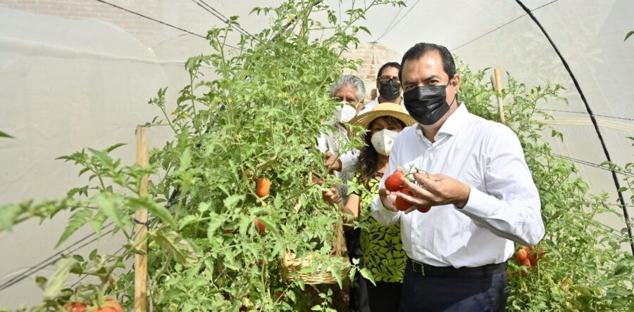 Ayuntamiento de Oaxaca de Juárez ha beneficiado a 420 personas con programa de macrotúneles