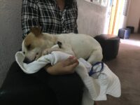 En abril, Ayuntamiento de Oaxaca brindará servicio de esterilización aniamal, con cita previa