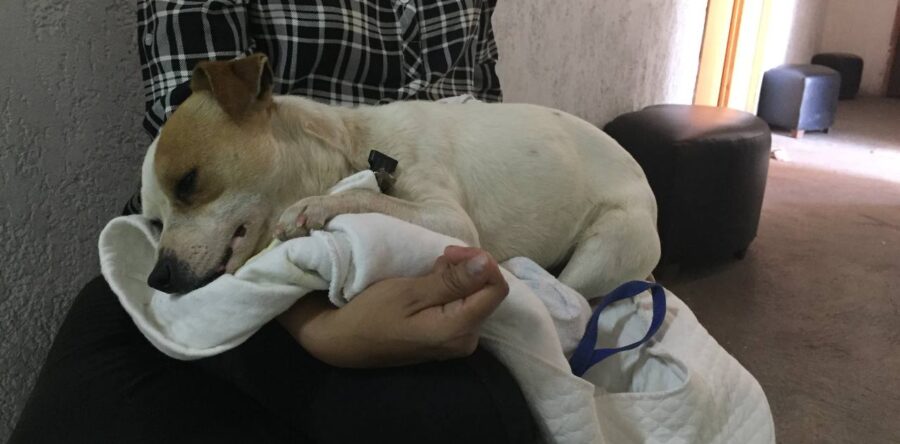 En abril, Ayuntamiento de Oaxaca brindará servicio de esterilización aniamal, con cita previa