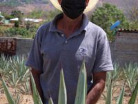 En Oaxaca ponen en marcha campaña de sanidad en agave