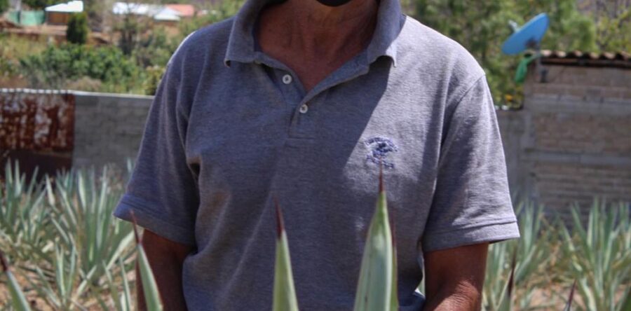 En Oaxaca ponen en marcha campaña de sanidad en agave