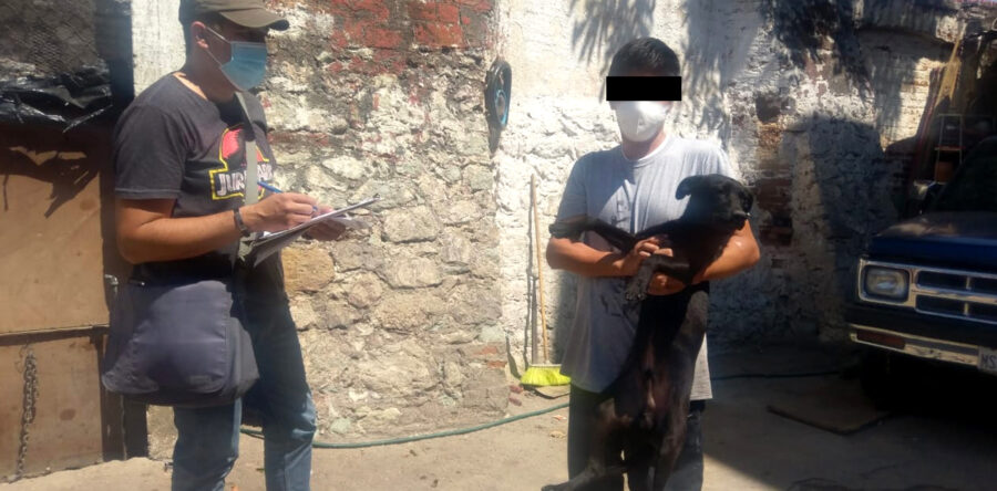 Actúa Ayuntamiento de Oaxaca de Juárez ante denuncia sobre un presunto caso de maltrato animal