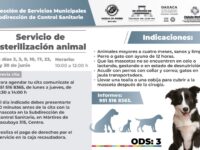 En junio, Ayuntamiento de Oaxaca de Juárez brindará servicio de esterilización animal