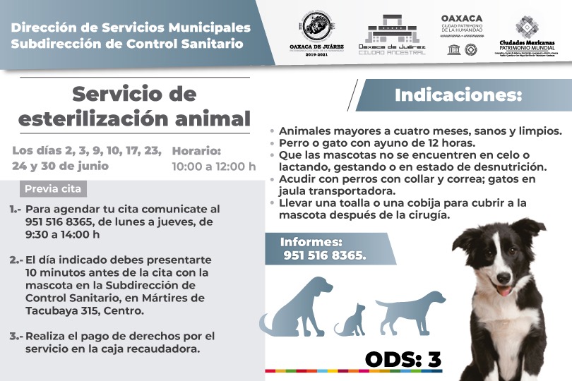 En junio, Ayuntamiento de Oaxaca de Juárez brindará servicio de esterilización animal