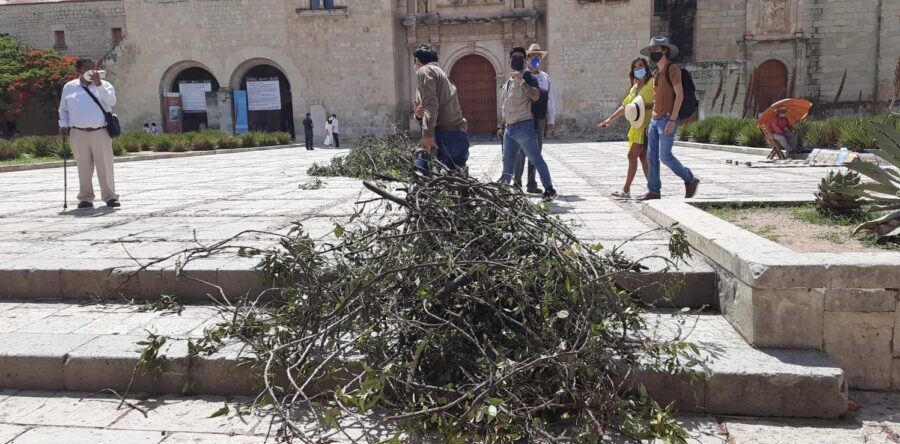 Otra vez, Markoa Vásquez protestó por la falta de acciones hacía el arbolado