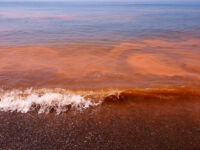 Detectan Marea Roja en costas istmeñas: SSO