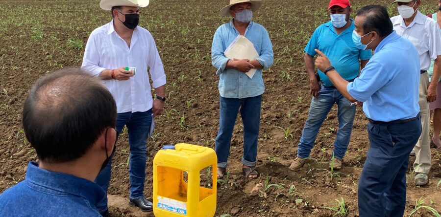 Ponen en marcha campaña fitosanitaria para la producción de maíz