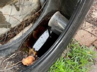 Esencial participación social para prevenir dengue, zika y chikungunya: SSO