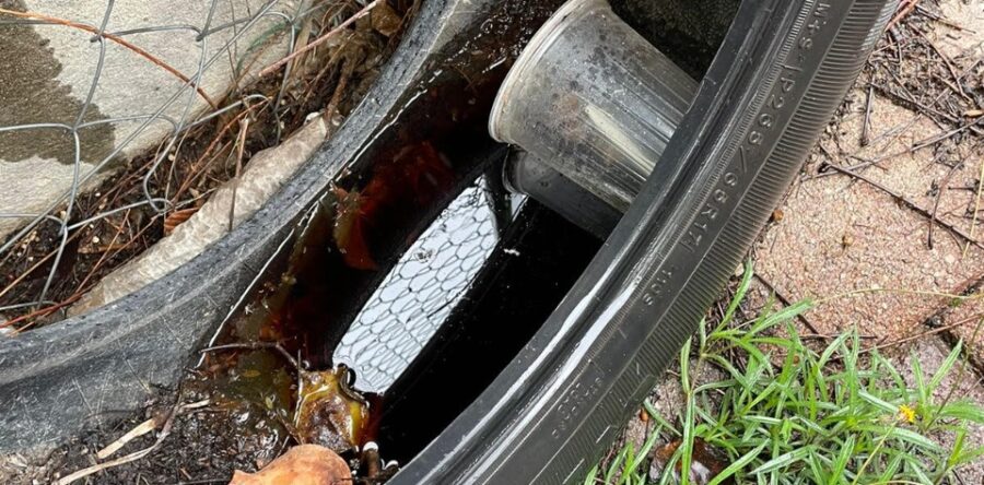 Esencial participación social para prevenir dengue, zika y chikungunya: SSO