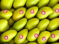 Impulsa Gobierno del Estado desarrollo agroindustrial de Oaxaca